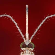 Удивительные факты о комарах