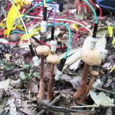 Ученые зафиксировали «разговоры» грибов после дождя