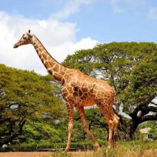 Тошнит ли жирафов?