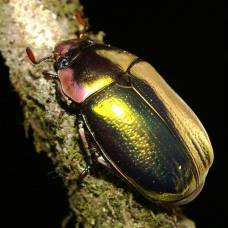 Золотистый жук (лат. chrysina aurigans)