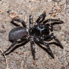 Самые ядовитые пауки в мире умеют менять композицию веществ своего яда
