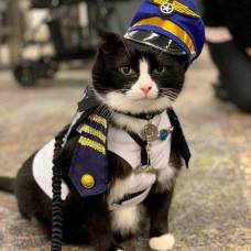 В сша дружелюбного кота взяли на службу в аэропорт