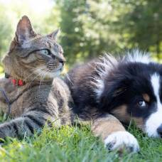 Ученые выяснили, какие эмоции люди распознают у кошек и собак