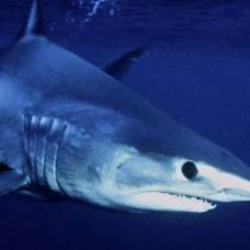 Угри-Паразиты могут поселиться в сердце акулы и питаться ее кровью