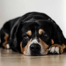 Ветеринары определили признак деменции у собак