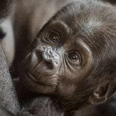 В сша «самец» гориллы родил детеныша