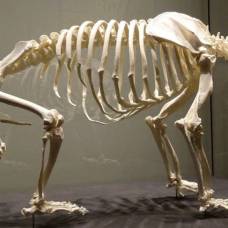 Бакулюм (лат. baculum, или os penis) — уникальная кость мужского скелета