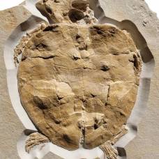 В германии найдена окаменелость черепахи возрастом 150 миллионов лет