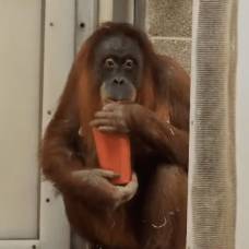 В зоопарке вылечили орангутанга от утренней тошноты чаем для беременных