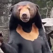 Стоящего на задних лапах медведя обвиняют в том, что он переодетый человек