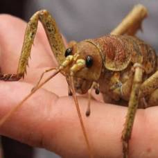 Одно из самых крупных насекомых в мире вновь появилось в новой зеландии