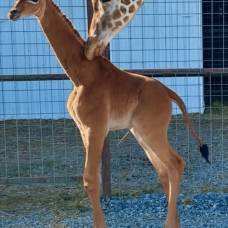 В зоопарке теннесси родился единственный в мире жираф без пятен