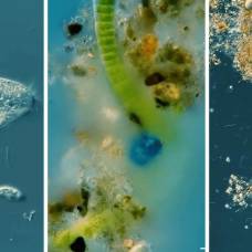 Ученый создал уникальное видео о микроскопическом мире дождевых луж