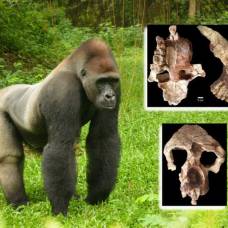 Что "рассказали" кости жившей 9 млн лет назад обезьяны