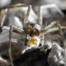 Зачем пауки обманывают самок перед спариванием, подсовывая им «бесполезные подарки»