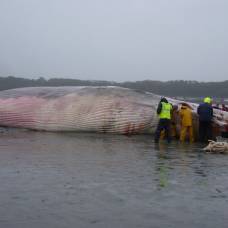 Исландия возобновляет китобойный промысел после временных ограничений