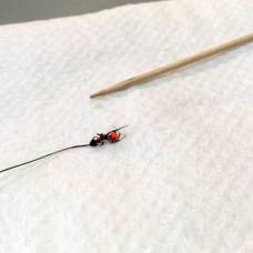 Как плоский червь превращает муравьев в послушных зомби