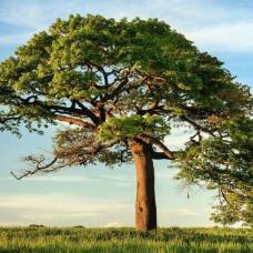 Биологи опровергли «правило деревьев» леонардо да винчи