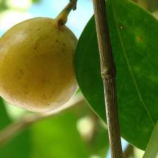 Манцинелловое дерево, или манцинелла (лат. hippomane mancinella)