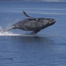 Горбатый кит спас женщину от огромной акулы