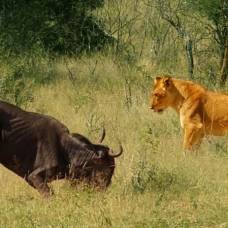 Бесстрашная антилопа гну упала прямо в лапы львице