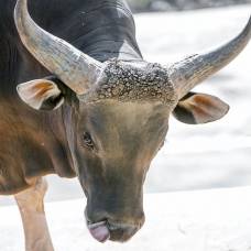 В индии жена фермера случайно скормила буйволу золотое ожерелье
