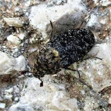 В уэльсе обнаружили жука, который питается кожей