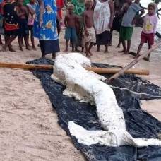 На берег папуа-новой гвинеи выбросило странное существо