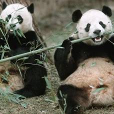 Сотрудники зоопарка рассказали, как пытались заставить панд спариваться