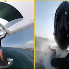 В австралии серфер врезался в горбатого кита