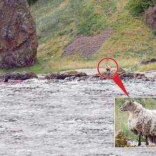 На шотландском пляже живет самая одинокая овца великобритании