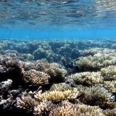 Помет морских птиц помог кораллам выжить