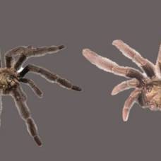 Ученые описали два новых вида тарантулов, дав им необычные имена