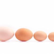 Чем отличаются яйца с1 от со и с2?