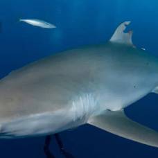 У шелковой акулы регенерировал спинной плавник, от которого отрезали большой кусок