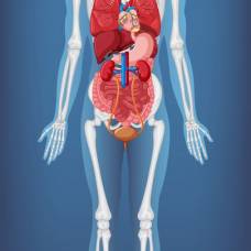 Есть ли промежутки между органами в брюшной полости?