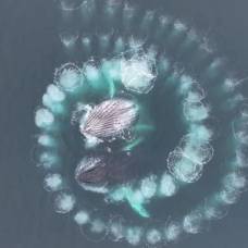 Горбатые киты создали идеальную спираль фибоначчи