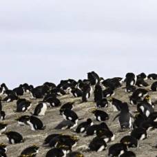 Ученые сфотографировали самую большую колонию пингвинов в мире