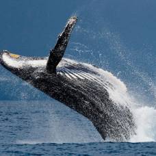 Исследователи сообщили о первом разговоре между людьми и горбатыми китами