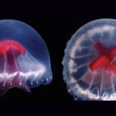 Медуза георгиевского креста (santjordiapagesi) - так исследователи назвали новый вид медуз