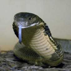 Найдено универсальное противоядие от смертельных змеиных ядов