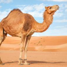 Почему верблюды, длительное время оставаясь без воды, сохраняют выносливость?