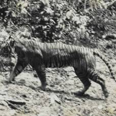 Яванский тигр, которого считали вымершим, возможно, до сих пор бродит в лесах индонезии