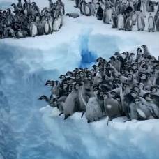 Как пингвинята впервые ныряют в океан с ледяной скалы