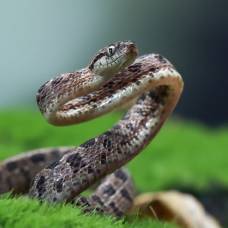 Что делать при укусе змеи