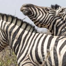 Зачем зебры покачивают головой