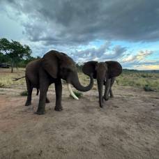 Слоны выбрали способ приветствия в зависимости от того, смотрел ли на них «собеседник»
