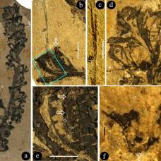 Палеонтологи нашли растение с новым половым органом