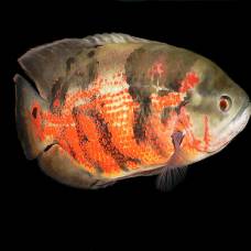 Астронотус (astronotus ocellatus)