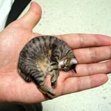 Мистер пибблз (mr. peebles) – самый маленький кот в мире